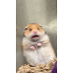 Mein Hamster