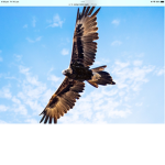SkyHawkXY5