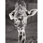 Clothing made by giraffe