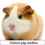 Guinea pig studios
