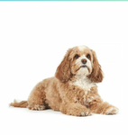 Gruppo cane