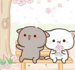 Cutie catˋs group