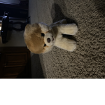 Cookie puppie fans
