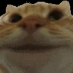 nose nose