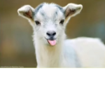 Mr.sheep_