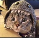 Cat group and other animals