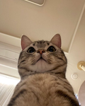quagi