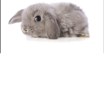 Cute Amazing Bunnies