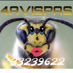 Cinturas De Avispa