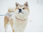 LEONWW0987