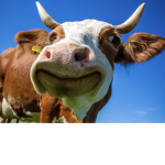 I like cows my friends