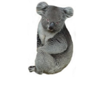 Club Koala