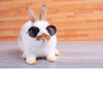 Coool Bunnies!