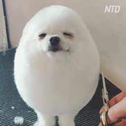 Egg dog obby