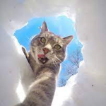 Silly Cats Studio