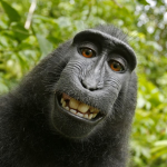Only monkeys real monkeys can join