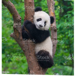I carini e dolci Panda