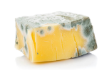 moldy cheese studios Group Thumbnail