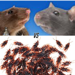 Roaches VS Rats