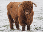 Moo koo fan club