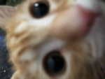 RIP SAMBA