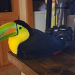twylilili