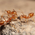 Ant Life: The Colonies