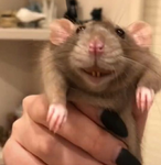 Rats And Monkeys