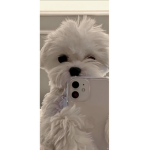 Dogggy fans
