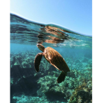 Maui Outfitters