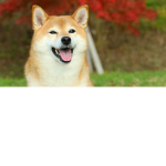 shiba inu frens
