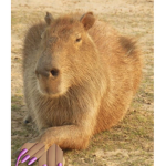 Capybaras slay