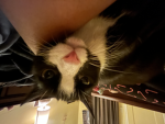 Cats loves us go cats