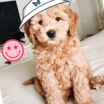 -cutie apparel -