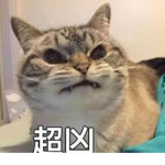 貓娘帝國