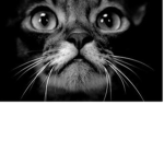 Star Scape Federation Of Cats