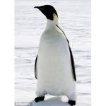 penguin fight club