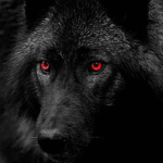Alpha/Wolf Group
