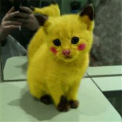 yellow-cat-pikachu Roblox decal