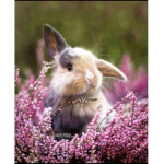 The BUNNY of kindness
