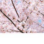 *Blooming spring*
