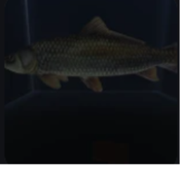 Fisches Spiel