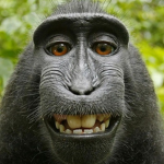 The Real Monkey Man Group