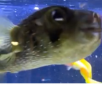 freaky fish