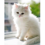 Cat Kingdom!!!!!!