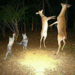 Mystical Circle of Friends