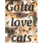 Gotta love cats