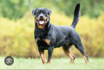 The best dog is the ROTT WEILERS