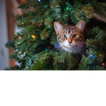christmas catto