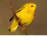 Yellow Crew The 1st